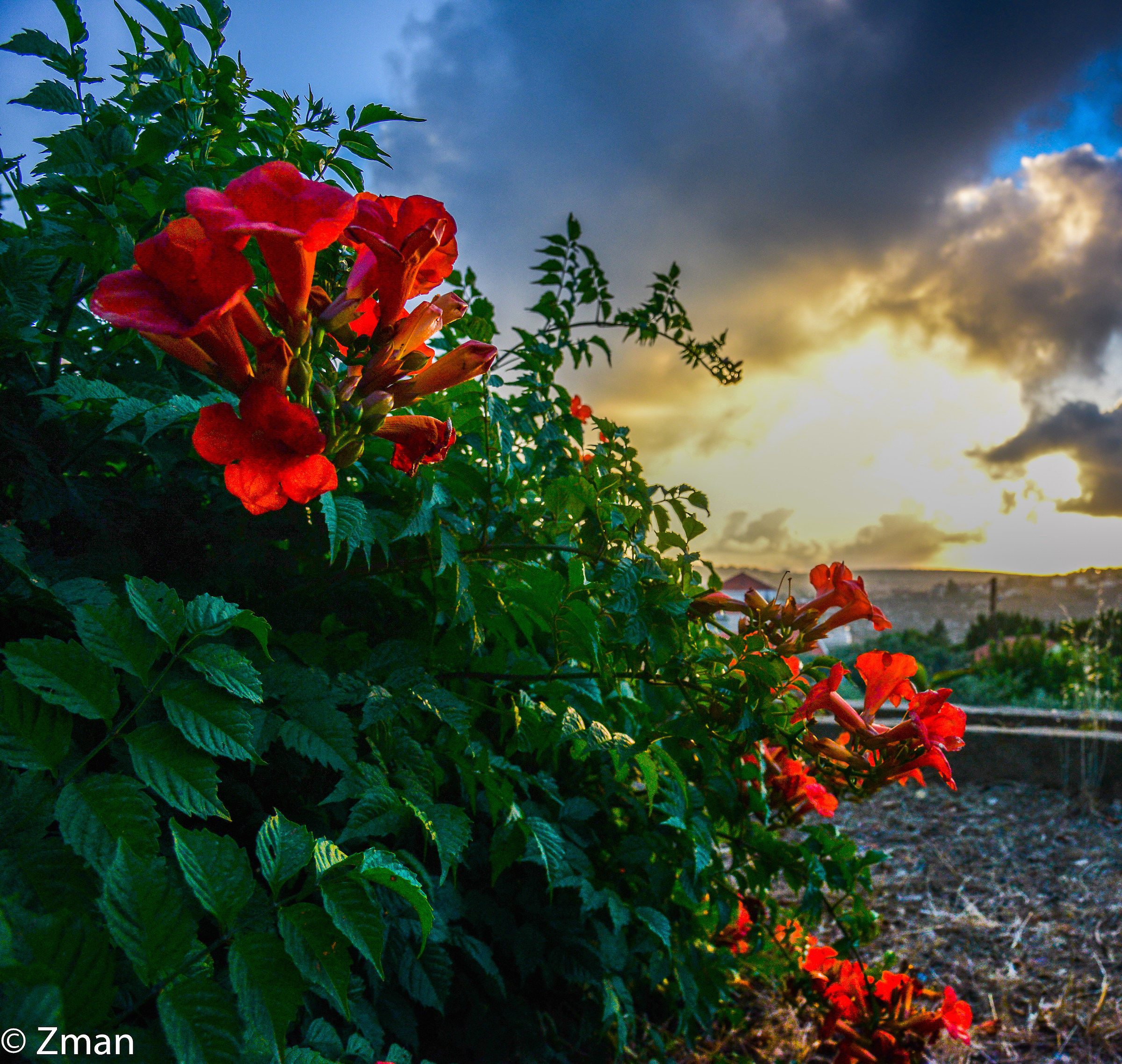 Red Flowers and Sunset