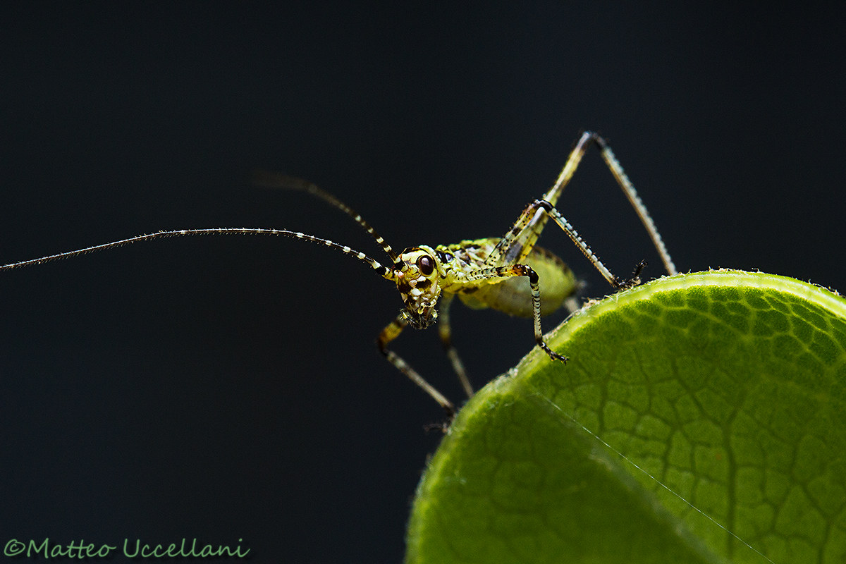 Nymph Orthoptera