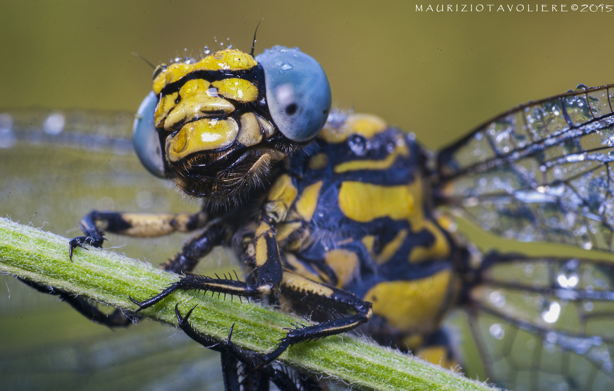 Onychogomphus uncatus