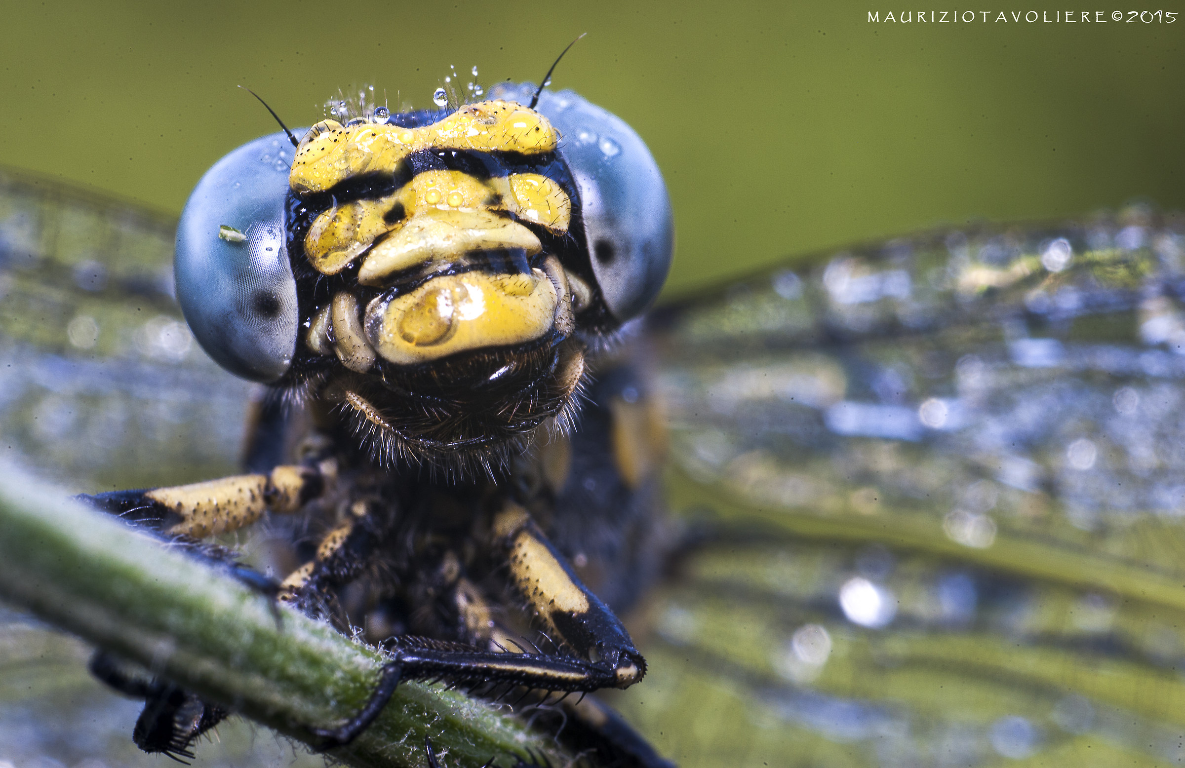 Onychogomphus uncatus