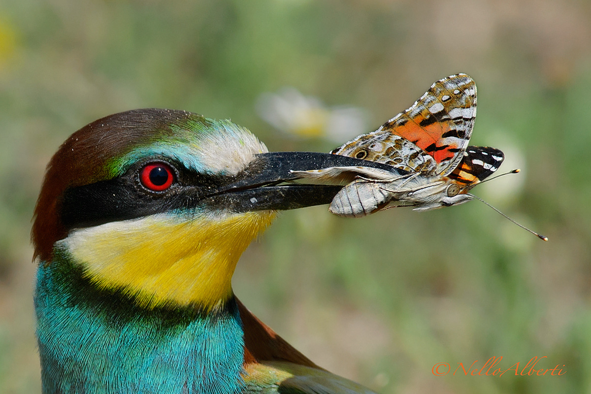 gruccione con farfalla