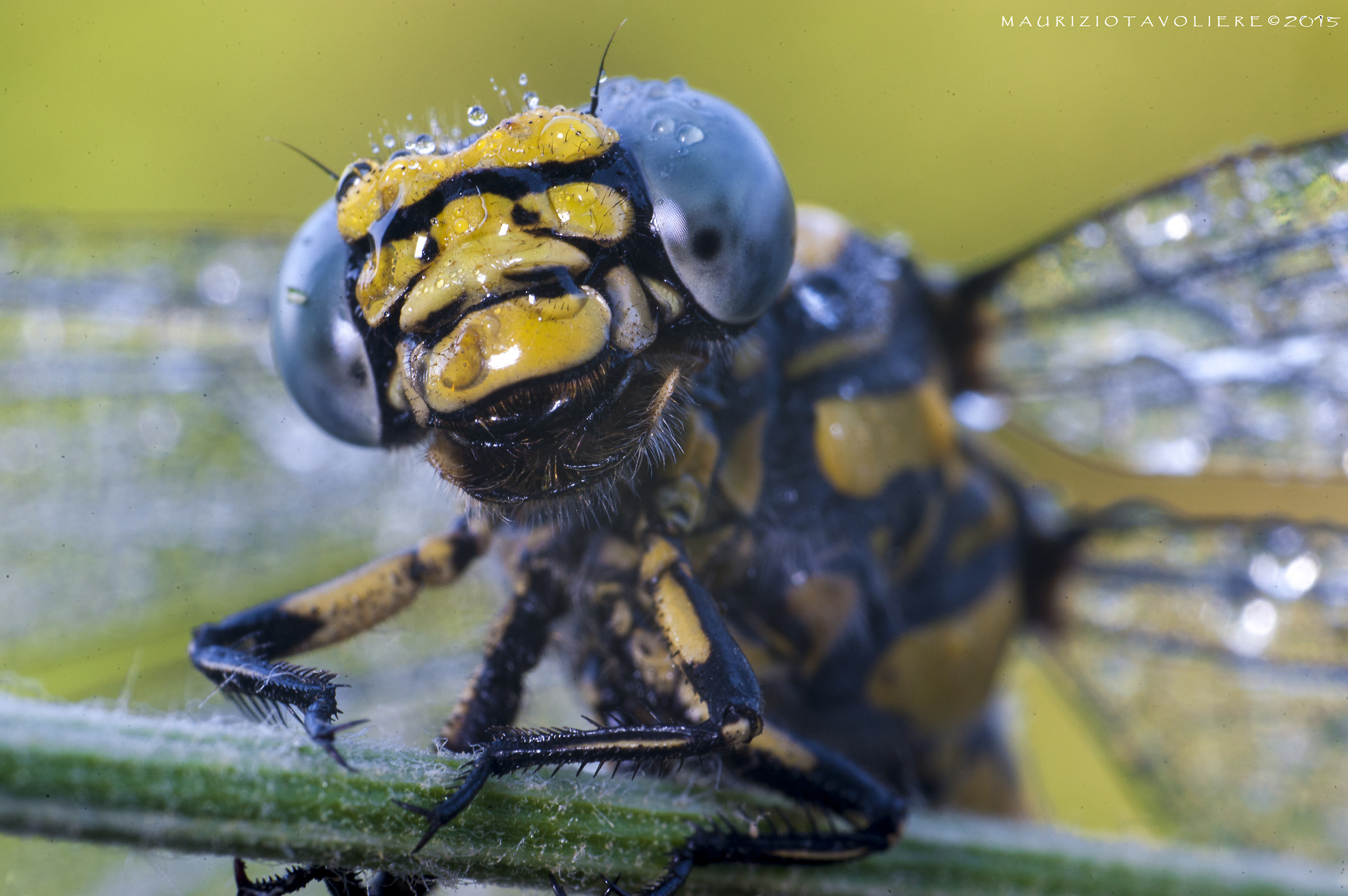 Onychogomphus uncatus