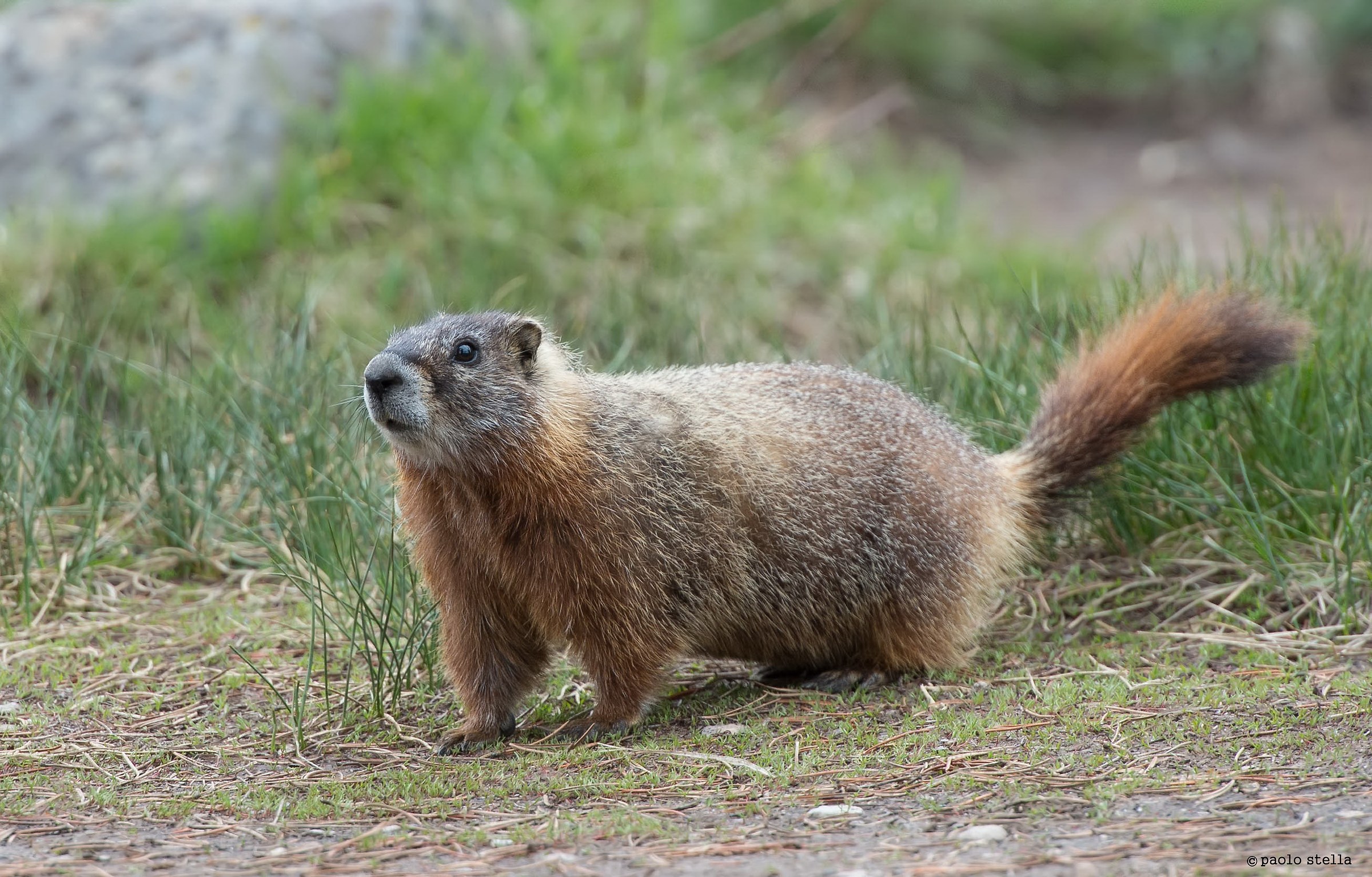 Yellow-Bellied Marmot (Marmota flaviventris)