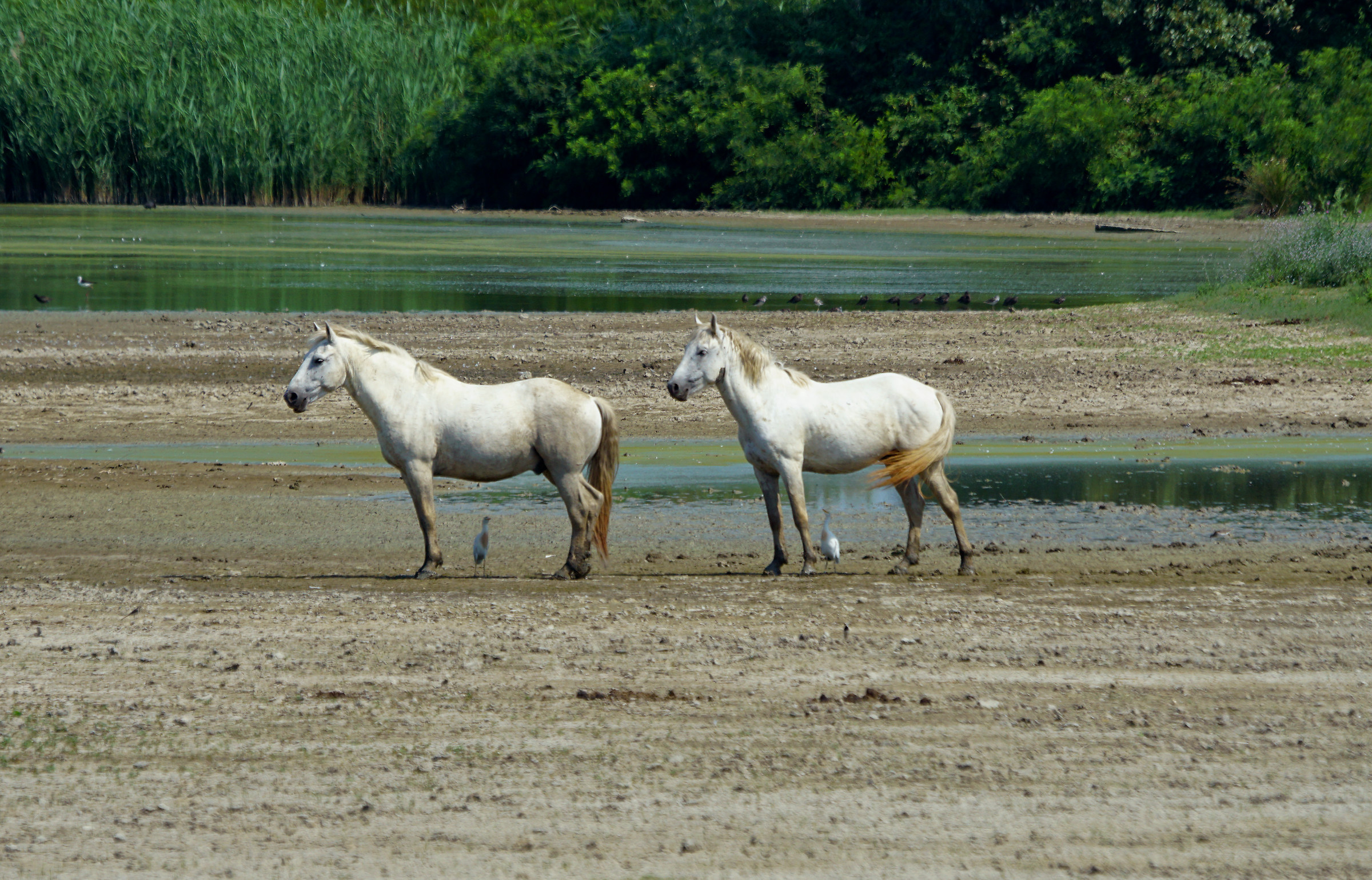 Horses of Camargue