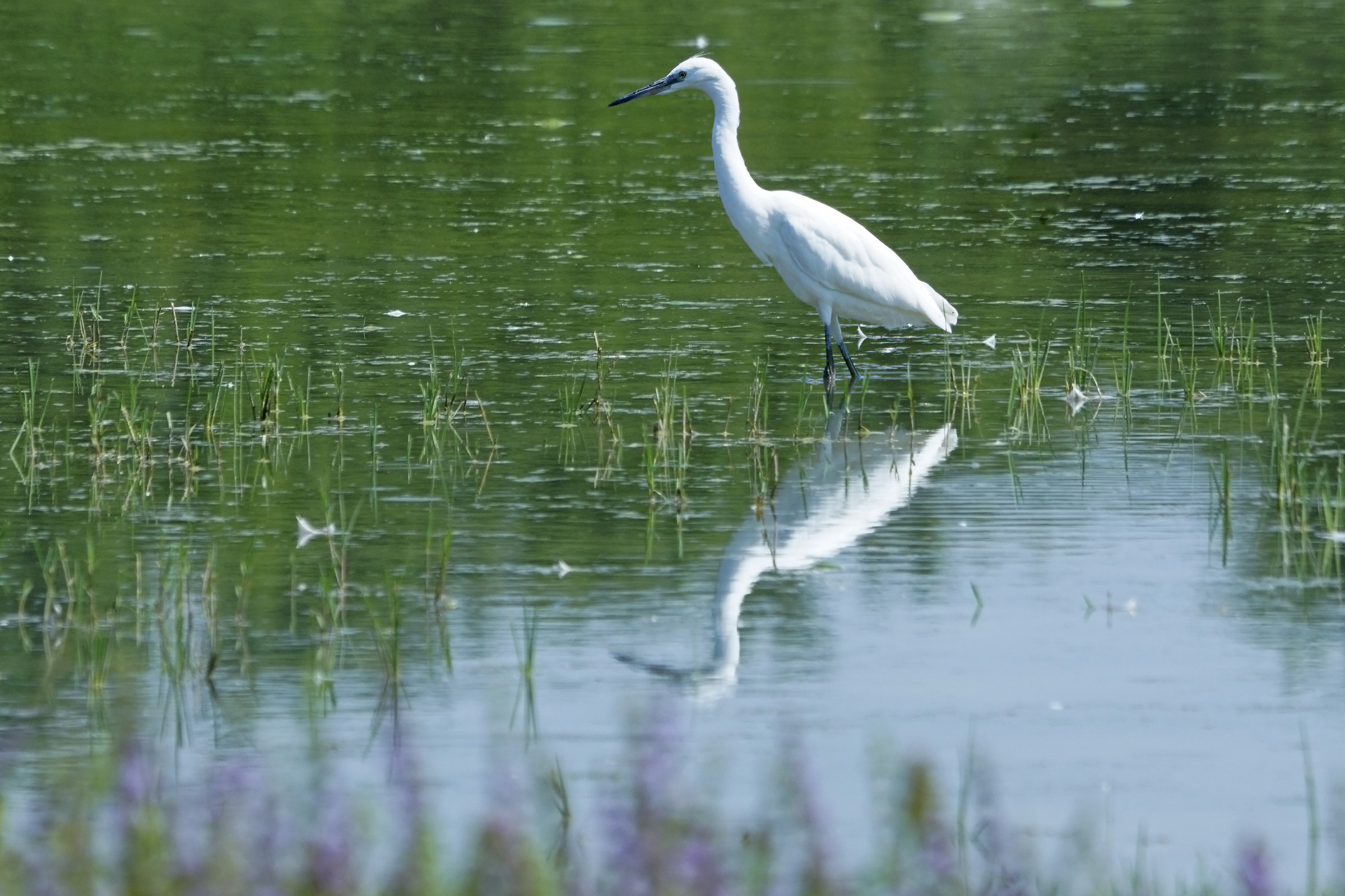 white heron