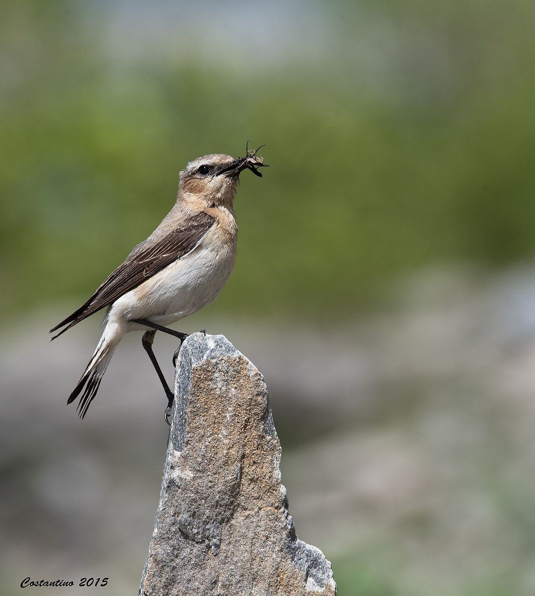 Female wheatear (Oenanthe oenanthe)