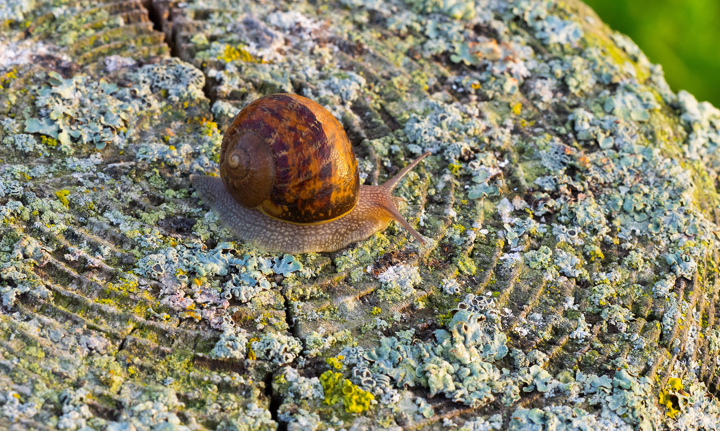 snail & green carpet