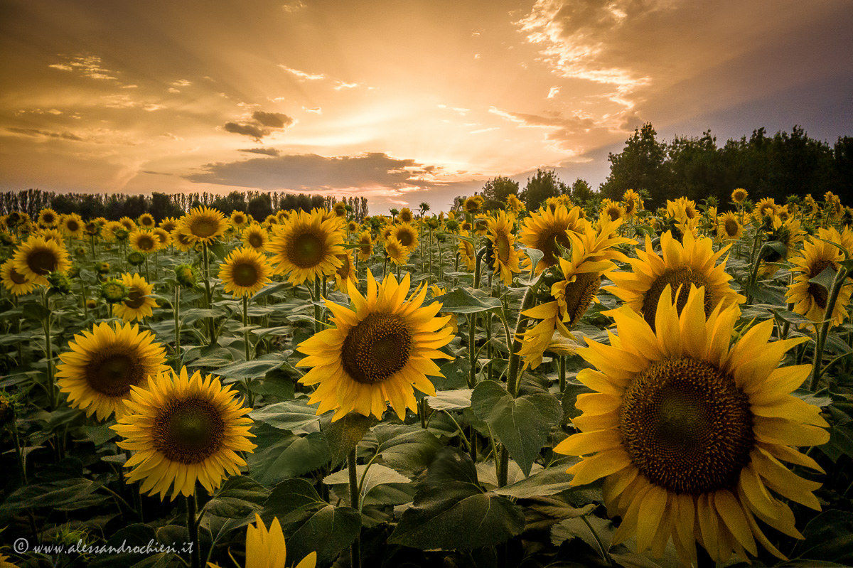 sunflowers drama 1