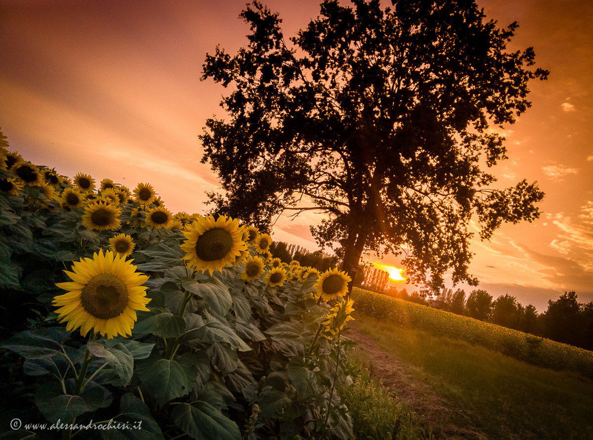 sunflowers drama