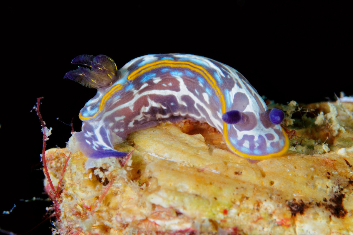 nudibranch