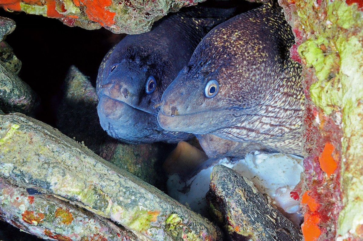 pair of moray eels