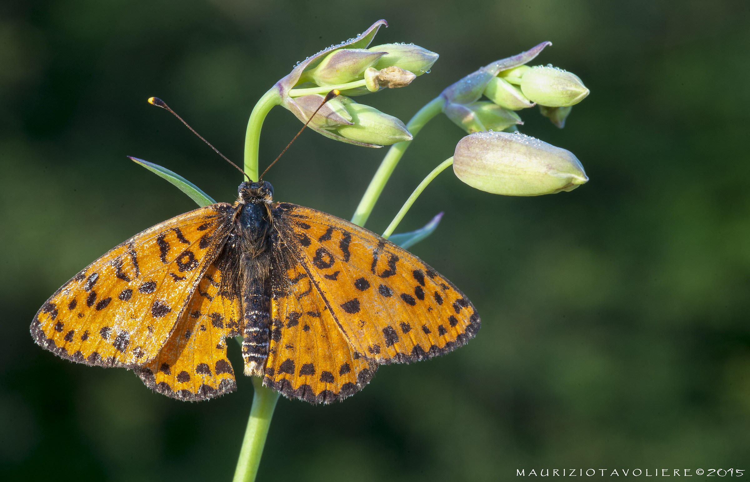 Melitaea didyma (Esper, 1779)