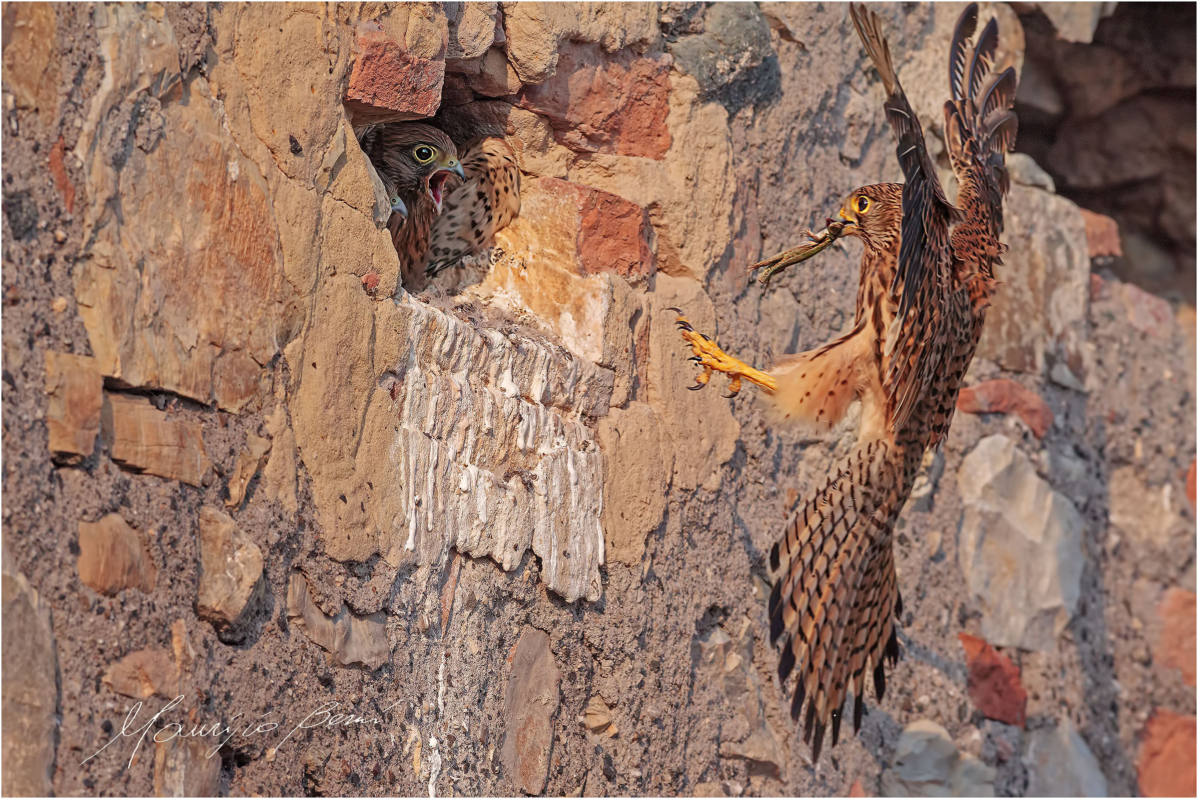 Gheppio, la fame prima dell'involo