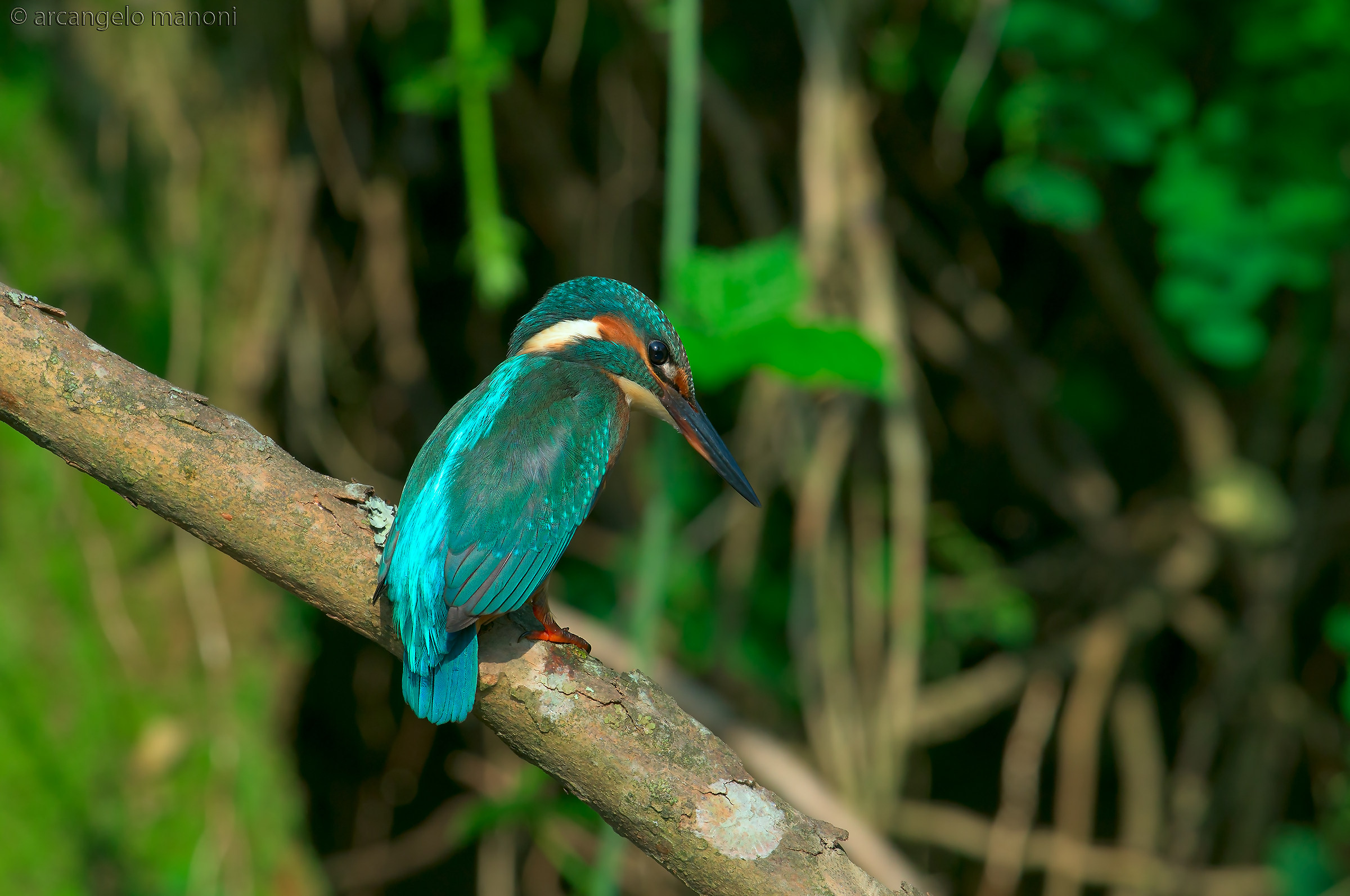 Lo sguardo alla preda