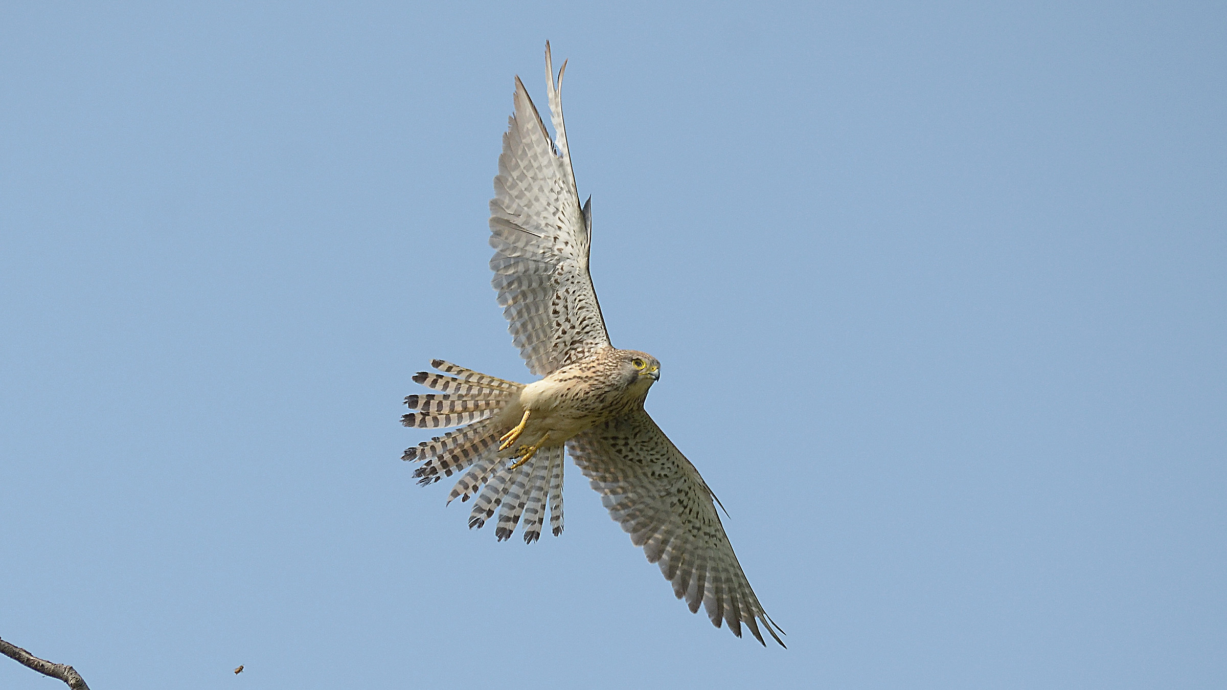 kestrel