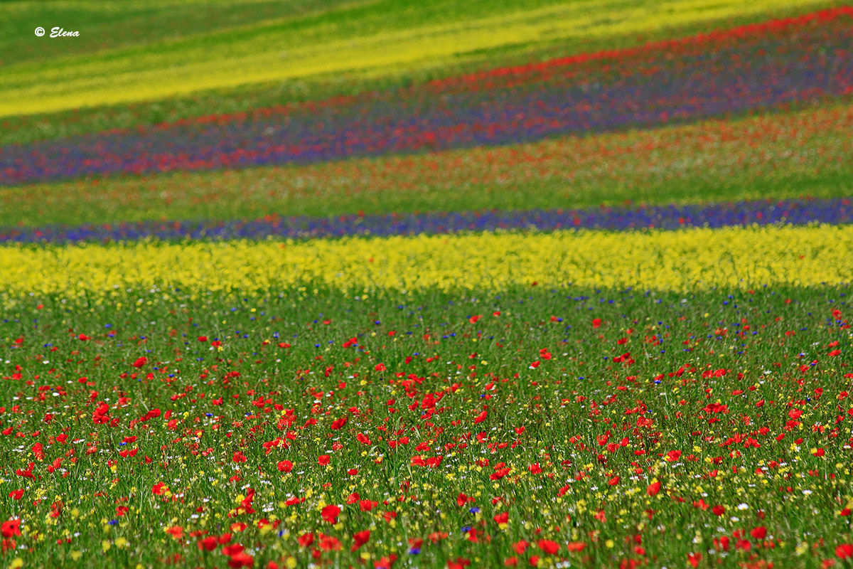 Castelluccio of Norcia in 2015 4