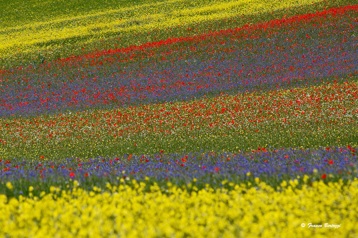 Castelluccio of Norcia in 2015 5