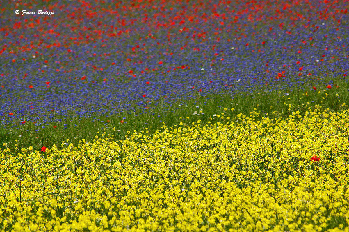Castelluccio of Norcia in 2015 6
