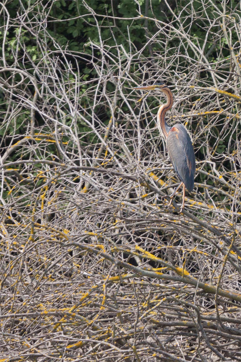 Purple Heron - Noale