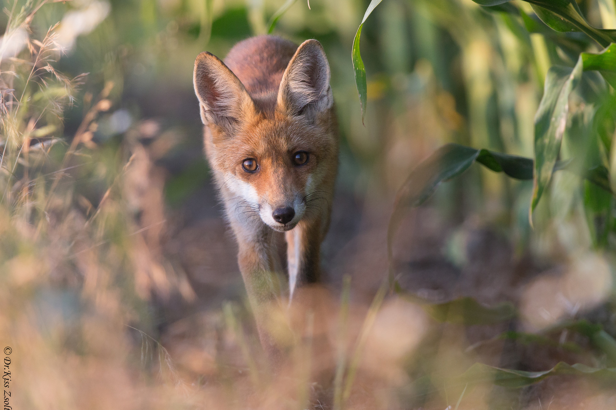 Volpe rossa si avvicina
