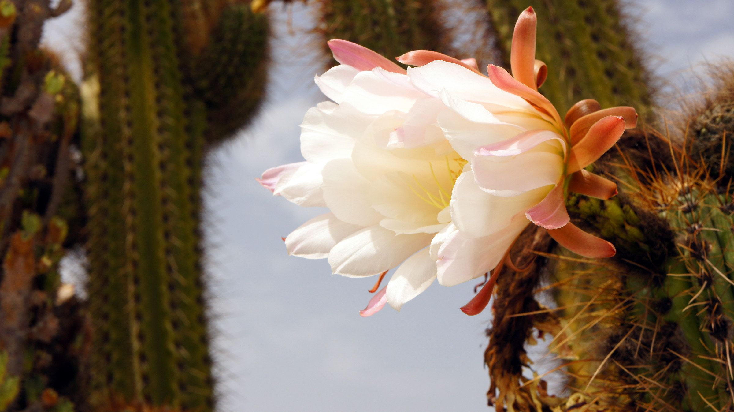 Life despite adversity