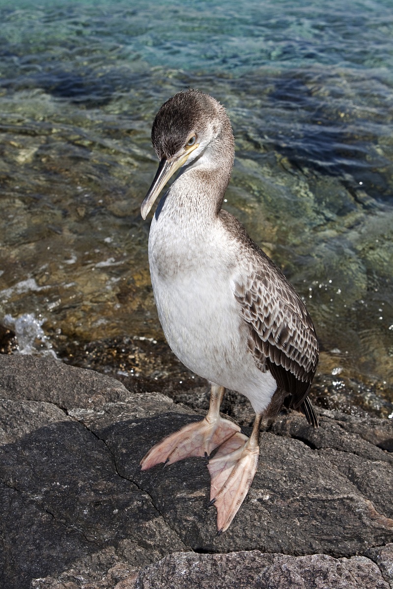 Marangone (Cormorano)