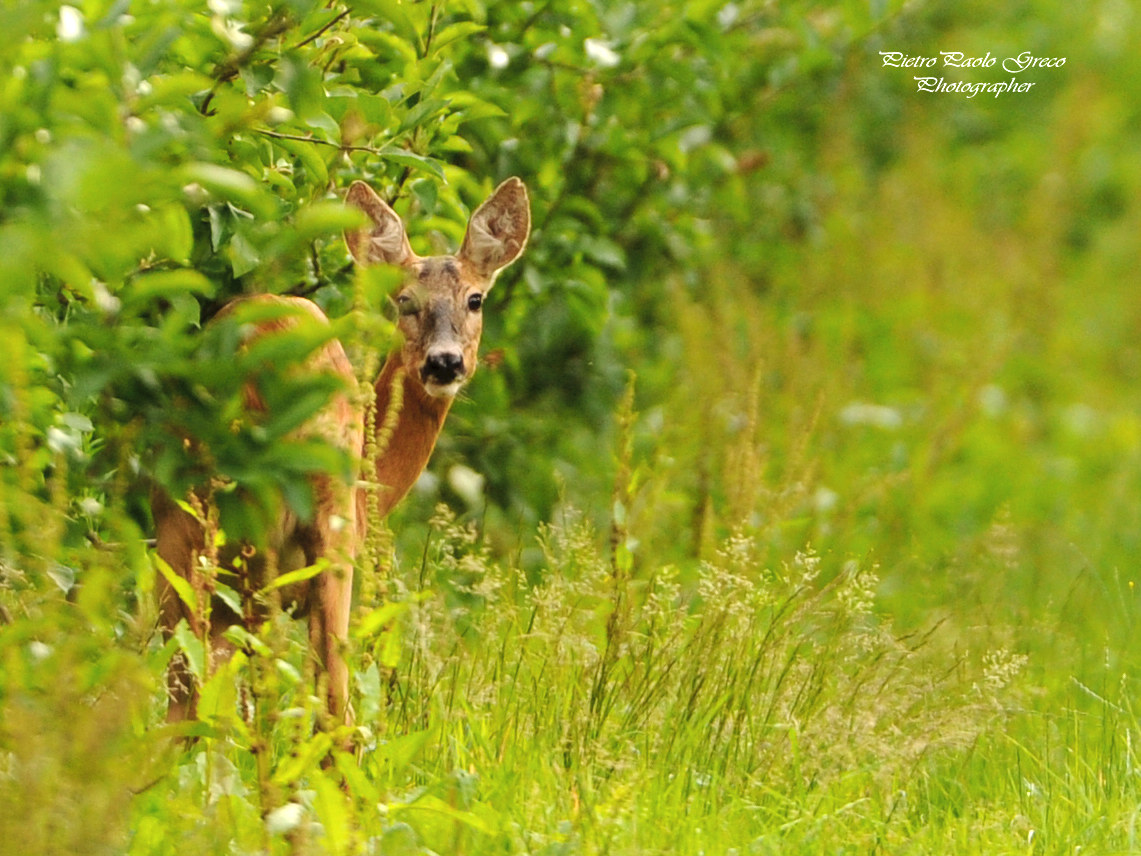Venison in apple orchard