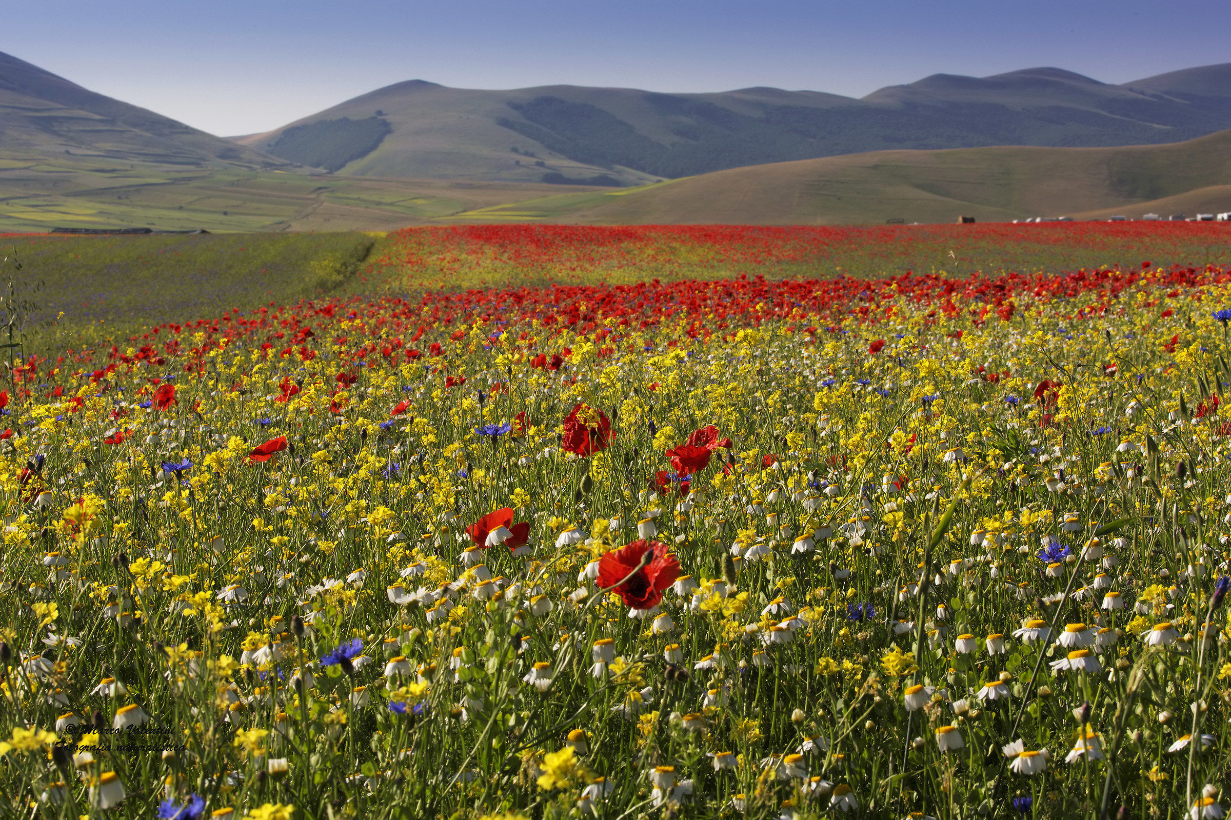 Queen of the meadows