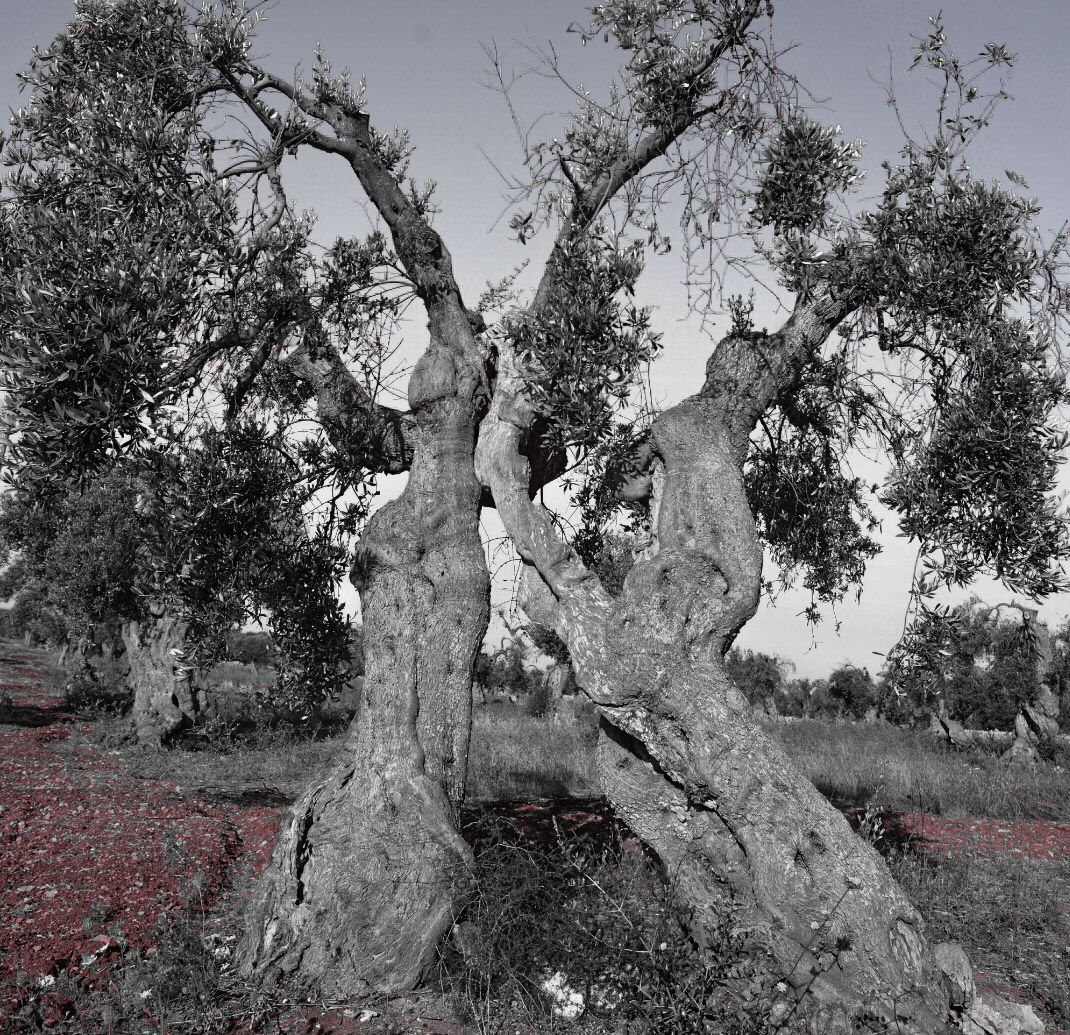 ... Despair ... !! Ulivi del Salento!