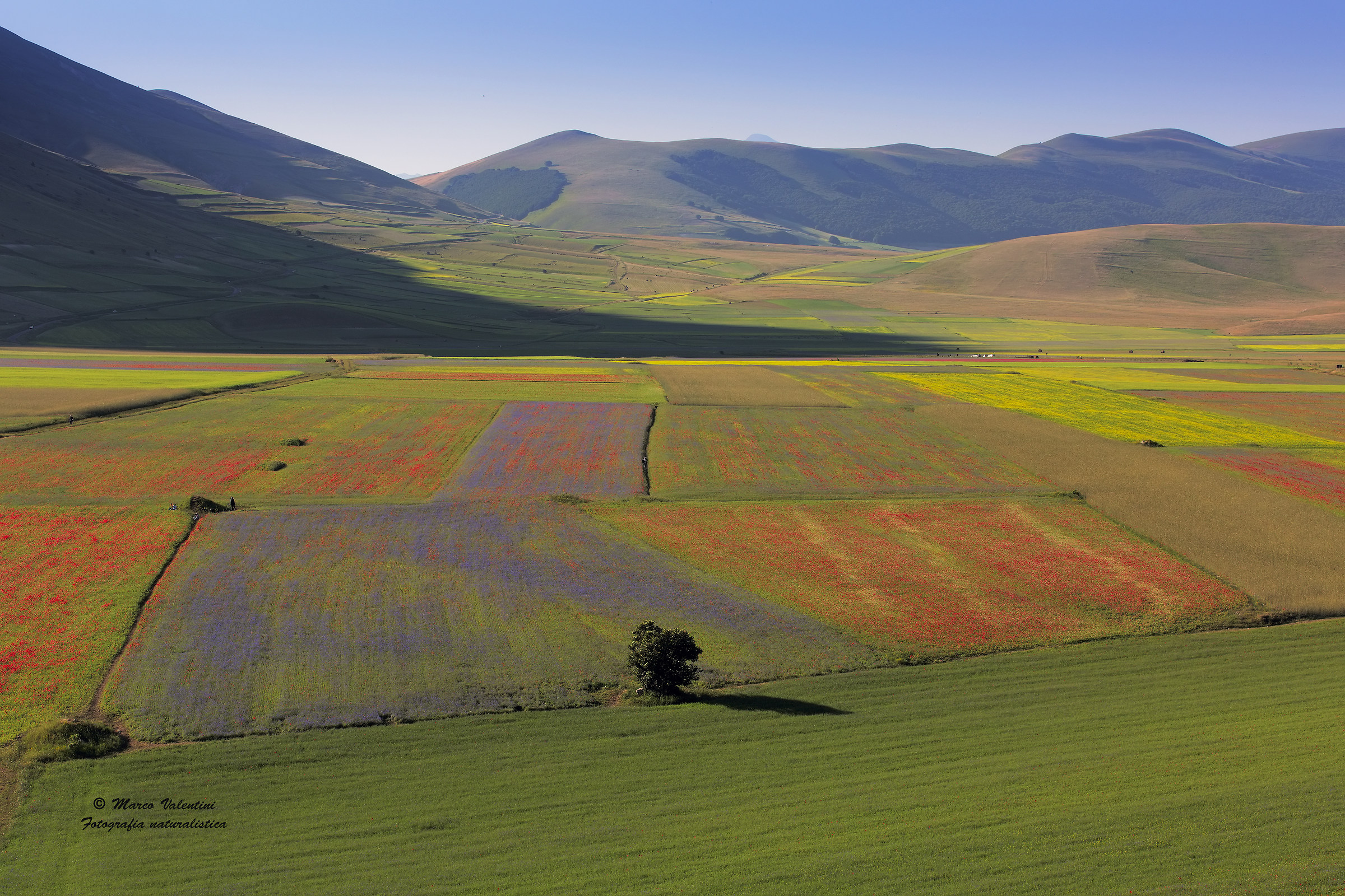 The diffusion of color