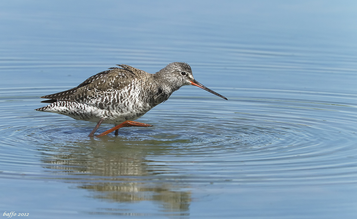 Spotted Redshank
