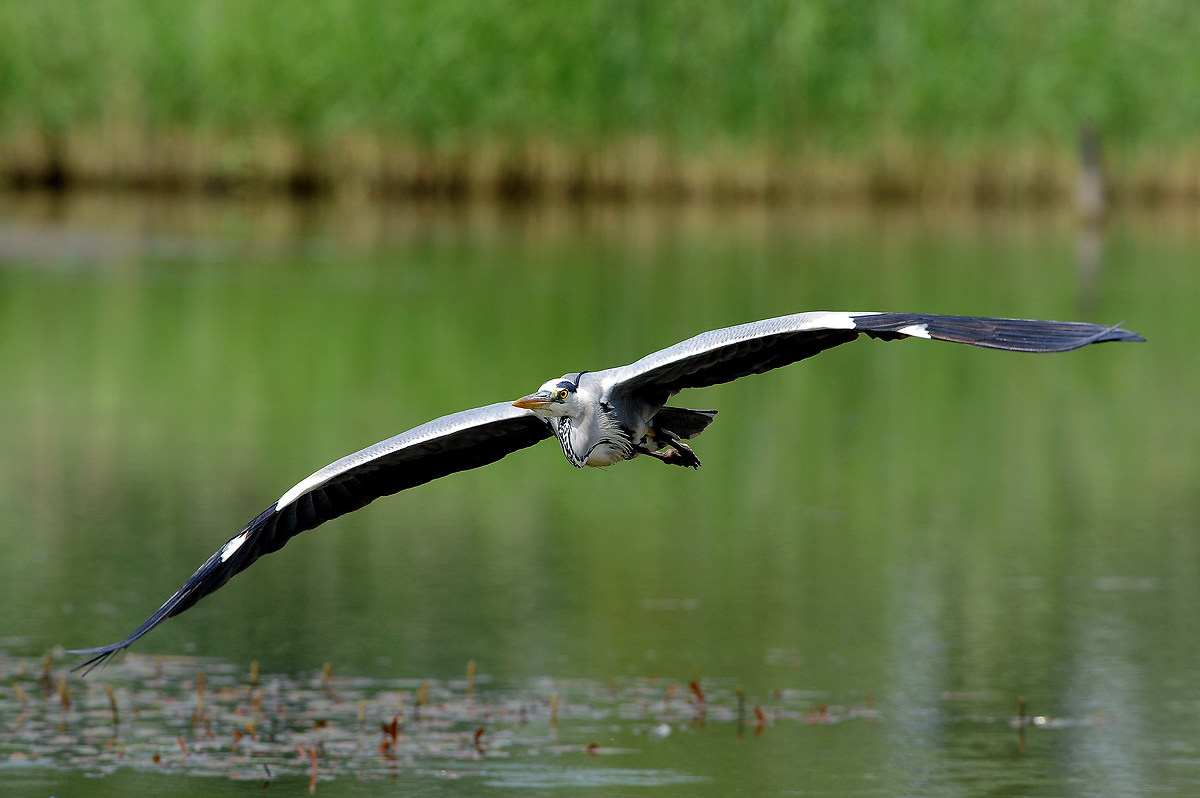 The flight Heron
