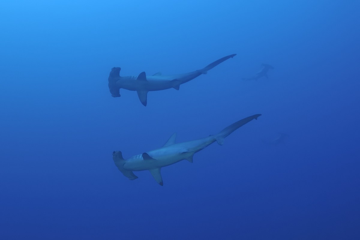 La danza dei Martello.