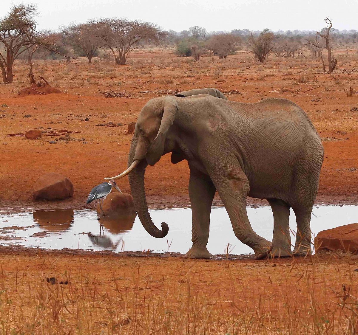 Elephant and marabou