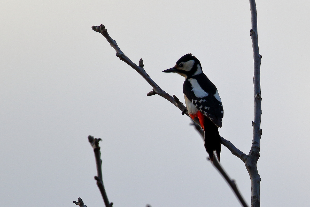 Woodpecker