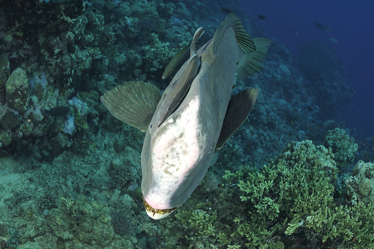 Pappagallo Rinoceronte.