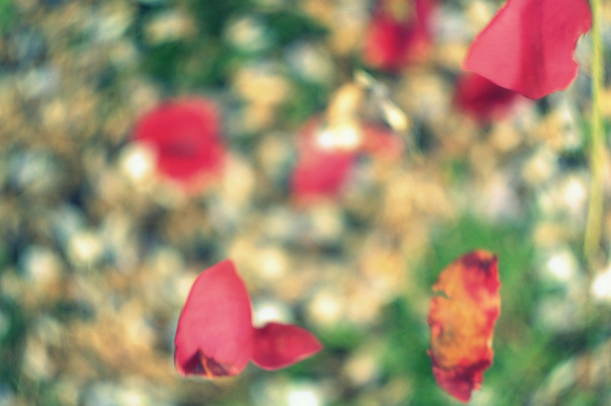 Petali di rosa che cadono