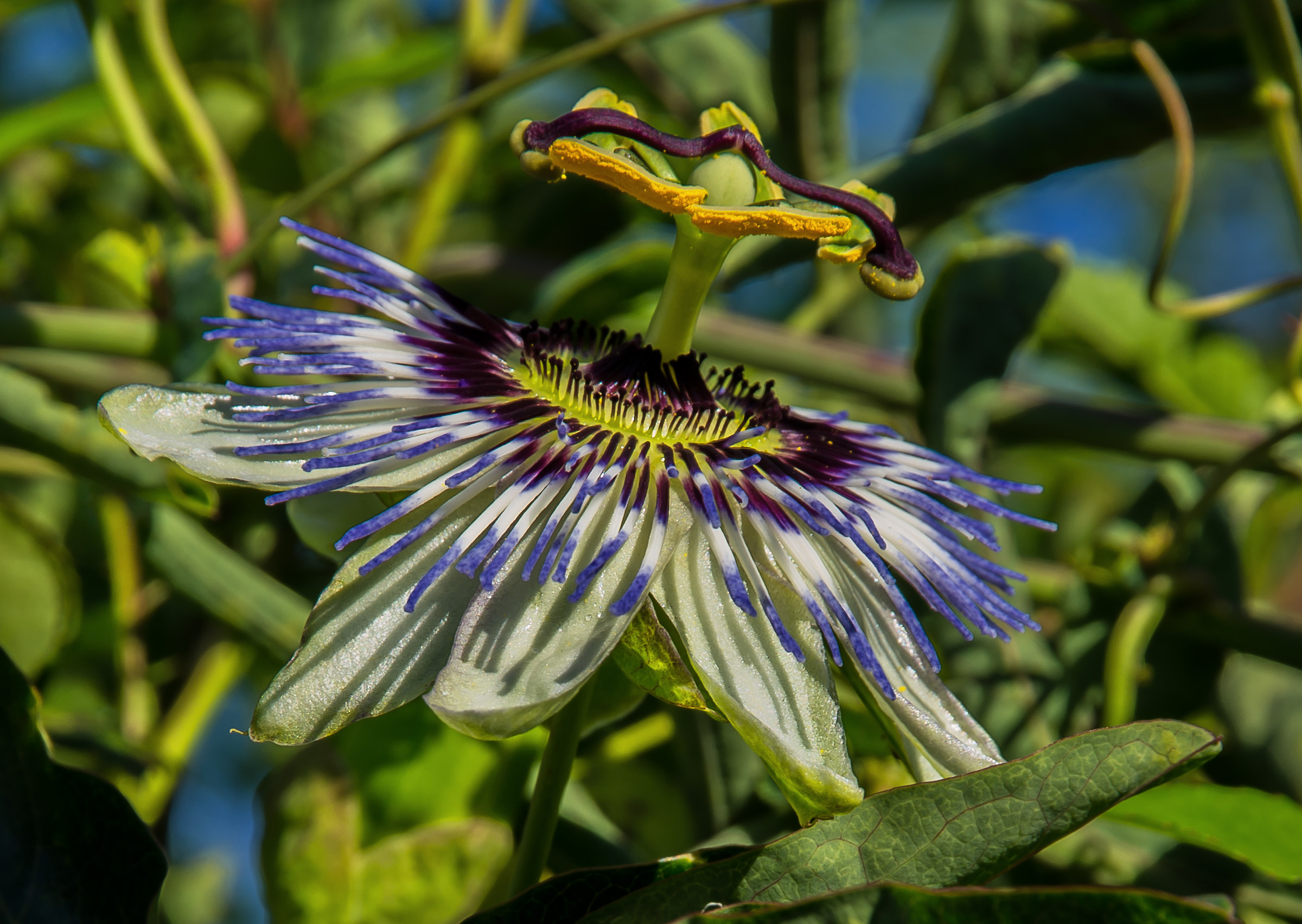 passionflower