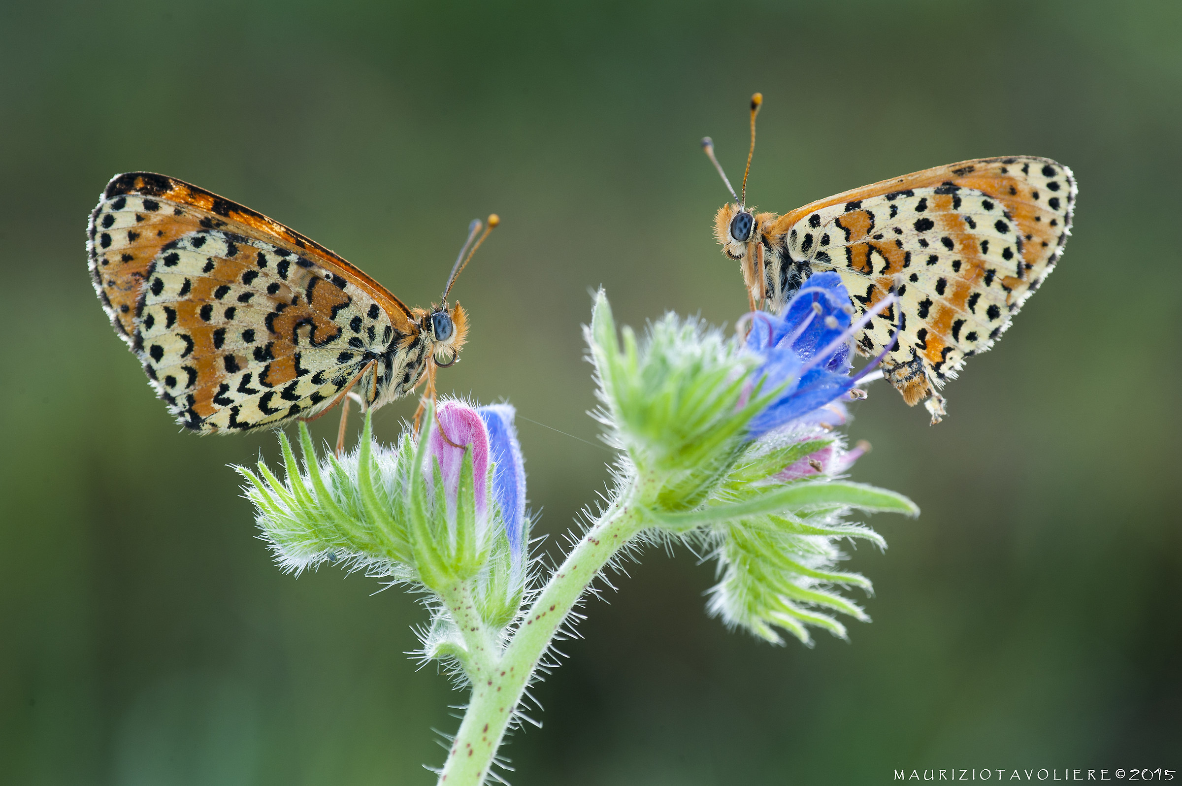 Heat the challenge - Melitaea didyma (Esper, 1779)