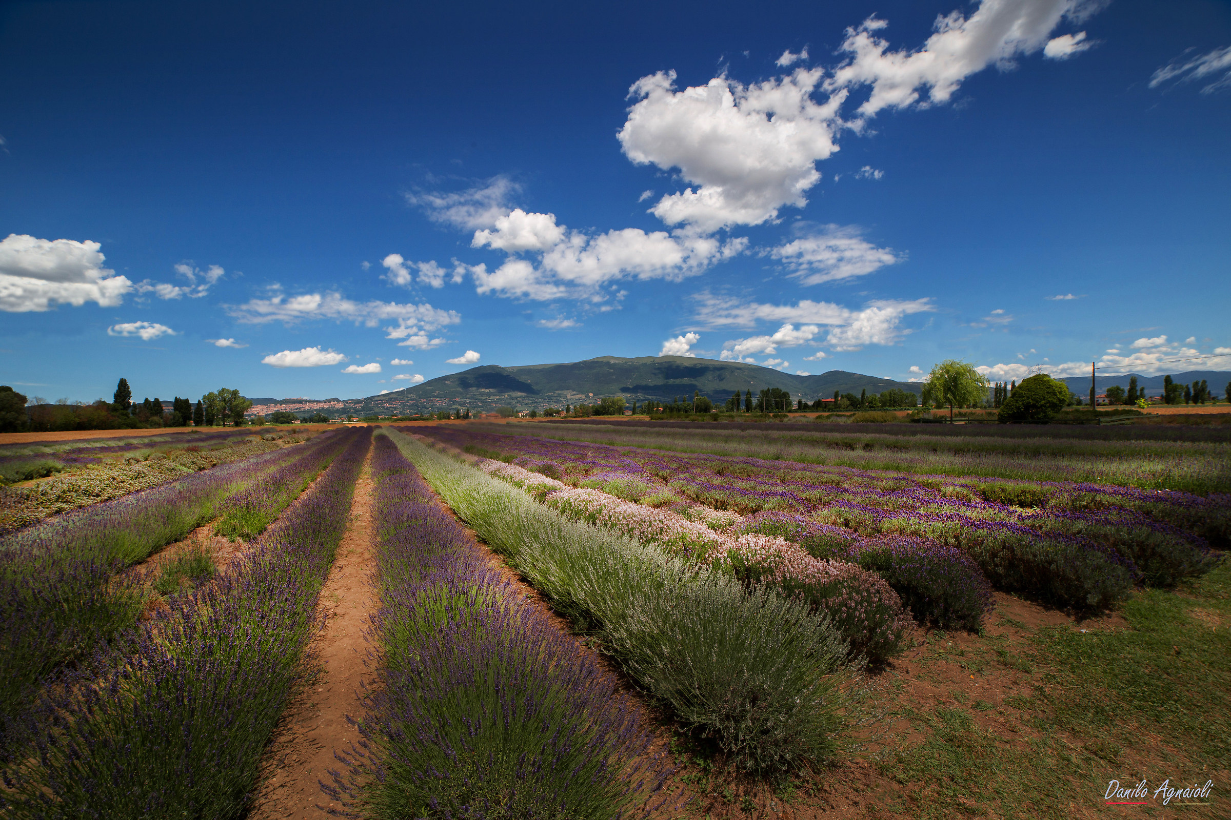 Lavender, and nothing more '.