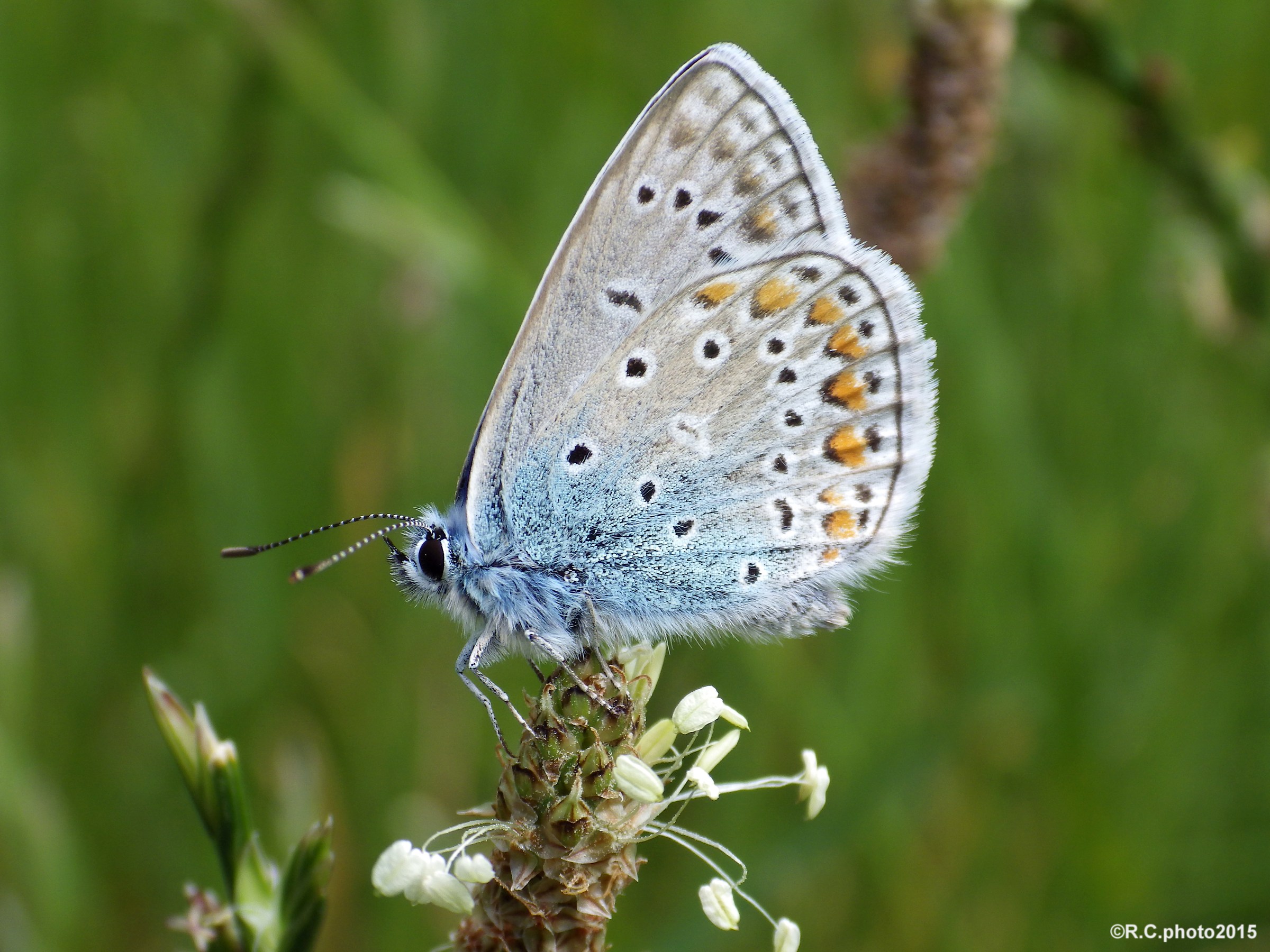 Polyommatus icarus