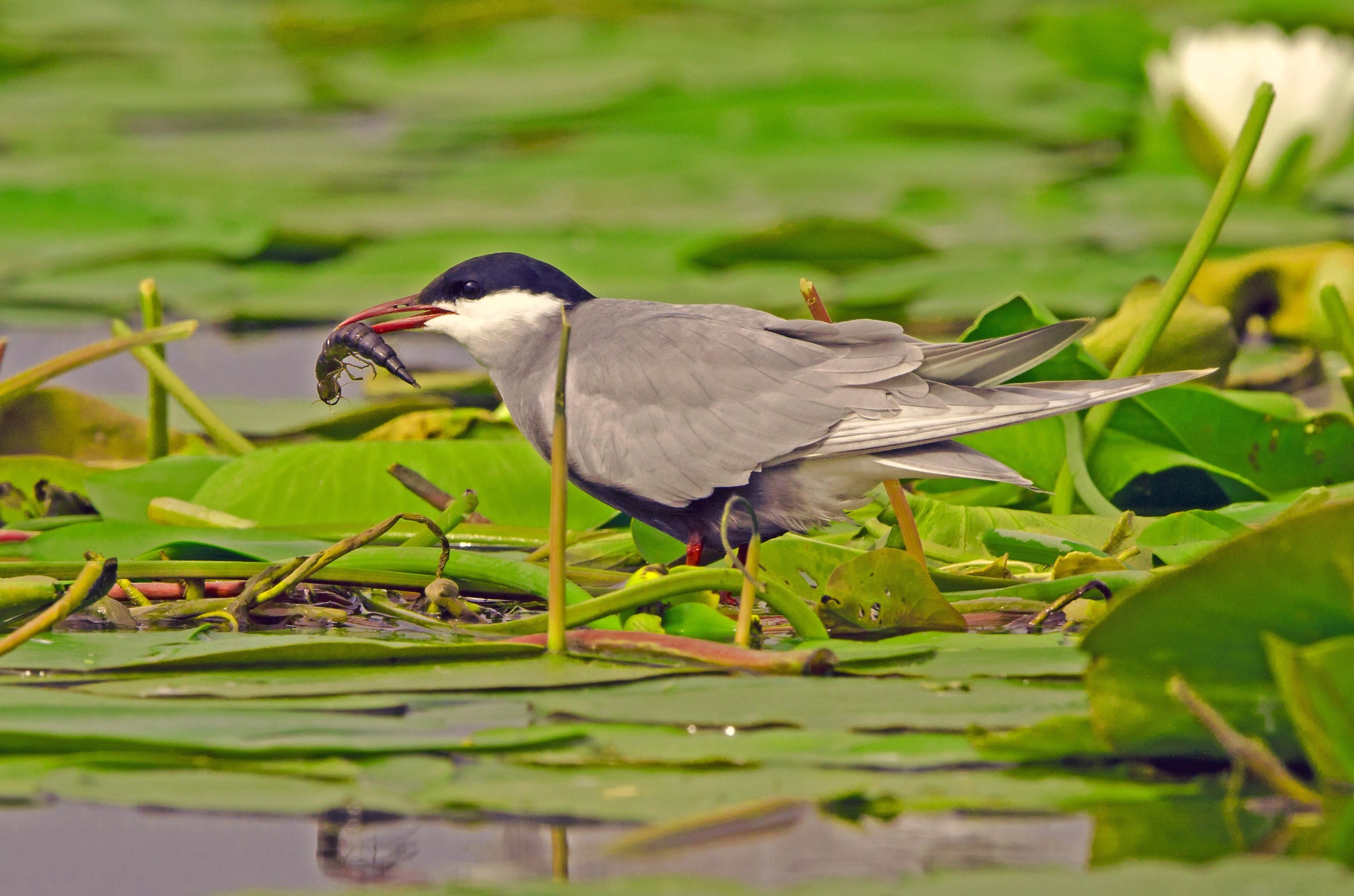 The whiskered tern