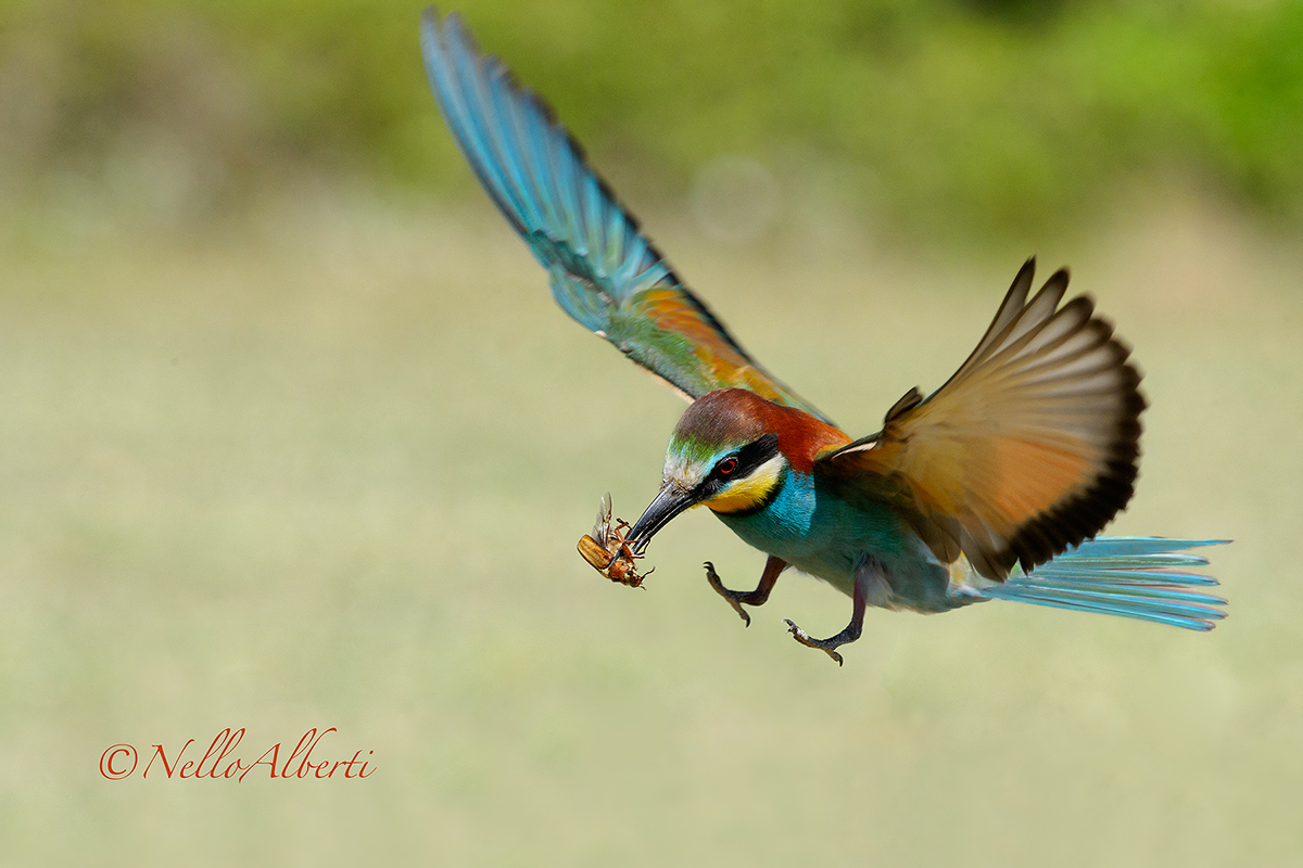 Gruccione in arrivo con maggiolino