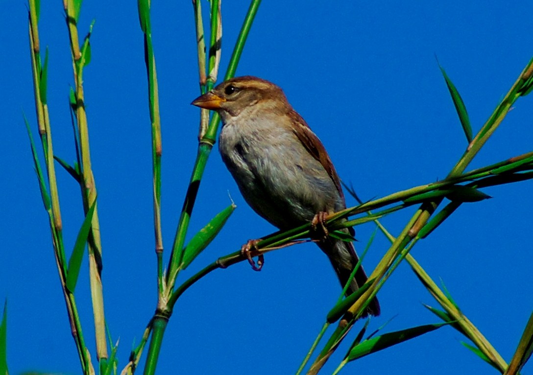 Sparrow of Italy (Female)
