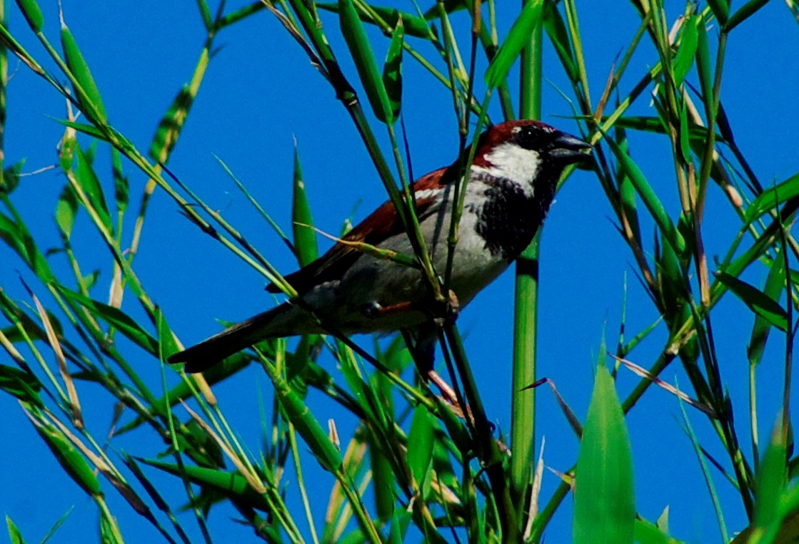 Sparrow d? Italy (Male)