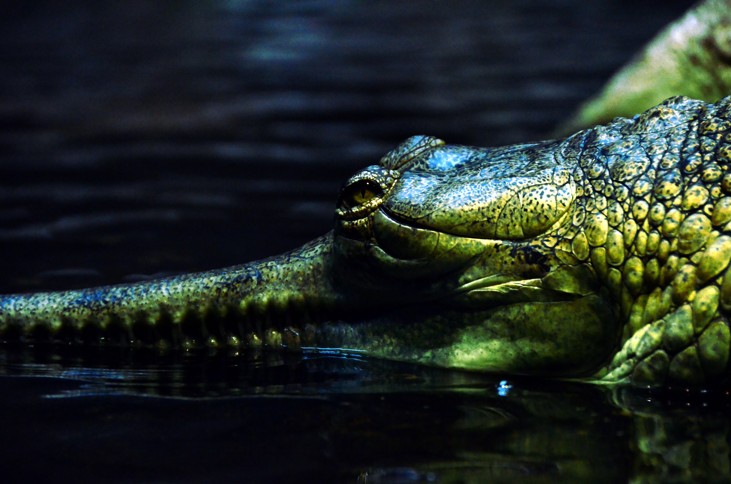 l'occhio del gaviale