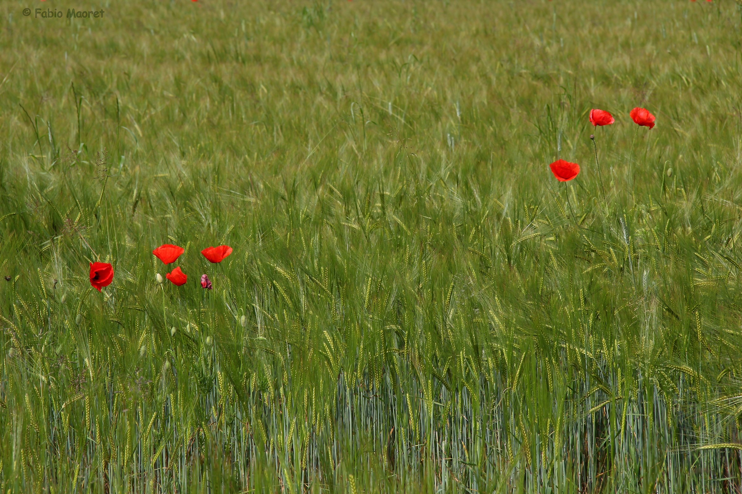 Un Pò Di Rosso....In Mezzo Ad Un Tappeto Verde