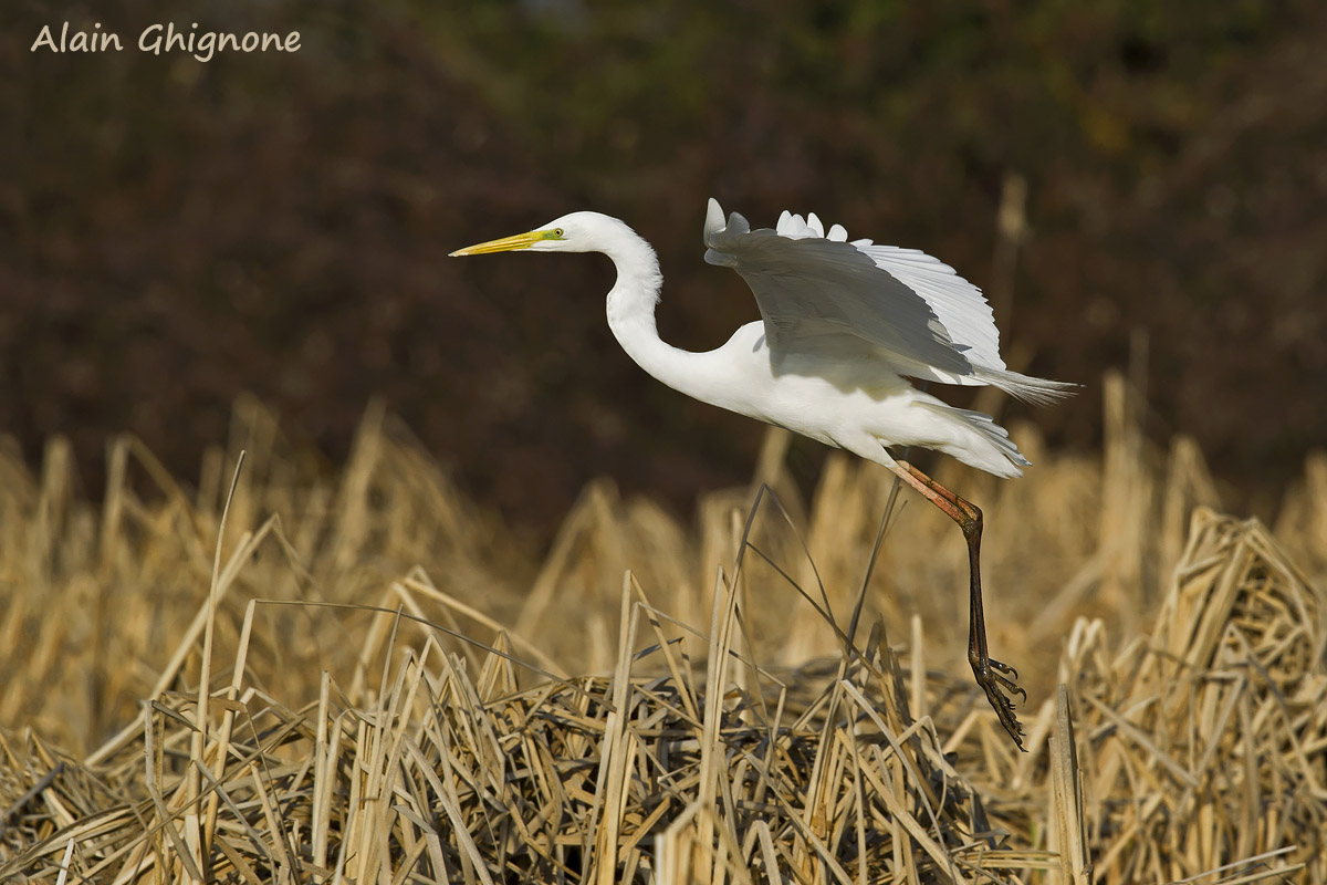 planata airone bianco maggiore - Casmerodius albus