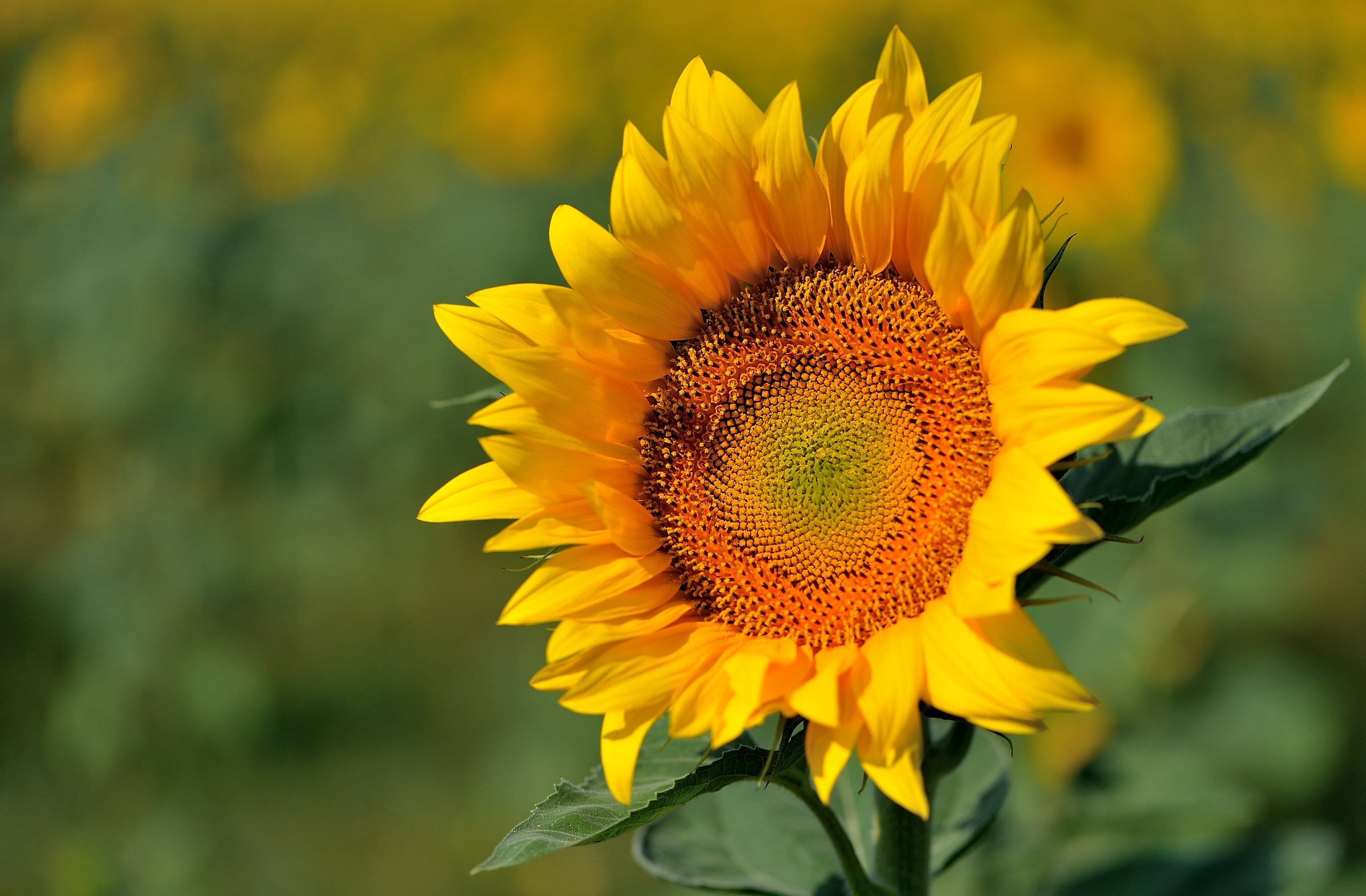 e' tempo di Girasoli