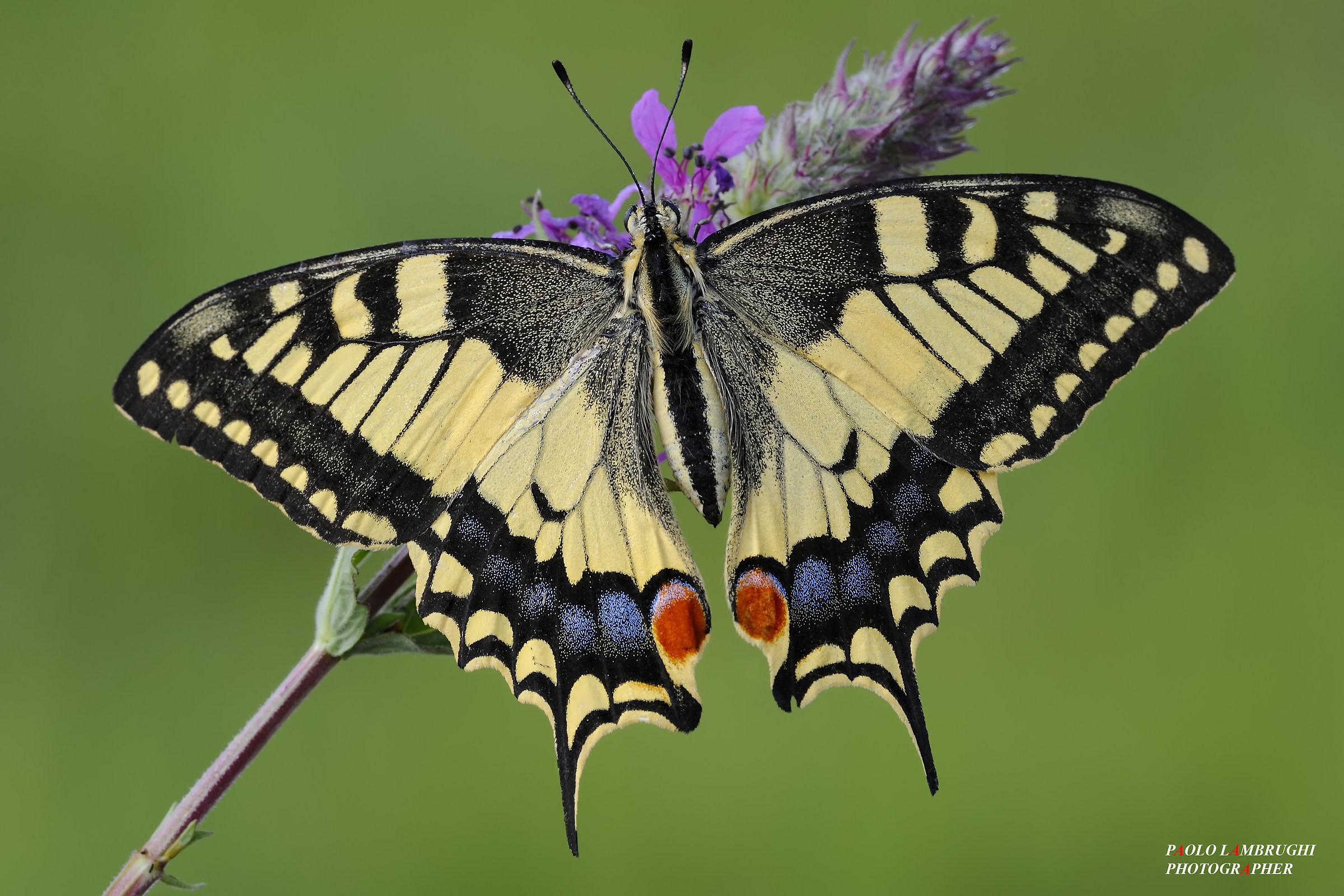 Papilio Machaon